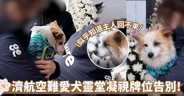 【濟州航空空難】一家九口罹難 愛犬布丁靈堂默默凝望牌位送主人最後一程 !【有片】