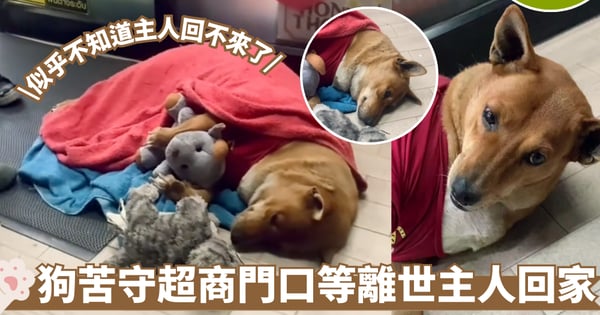 忠犬孤單睡超商門口 痴等離世主人畫面讓人心酸 網友:泰國版忠犬小八!