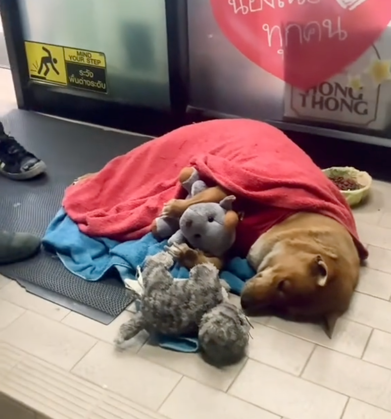 狗狗還是一如往常地回到熟悉的地方等待主人。