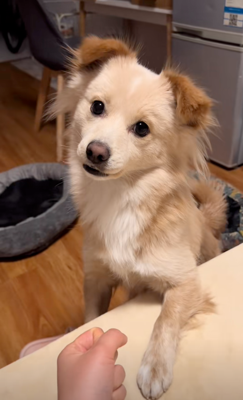 狗狗：你外面有其他的狗了？