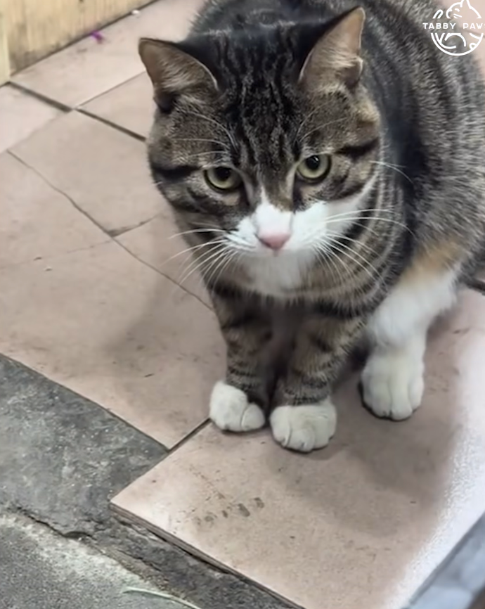 貓咪眼神很嚴肅唉！