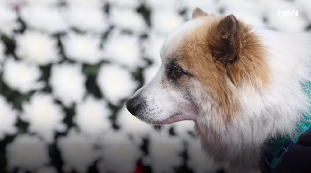 布丁默默看著牌位，表情讓人心酸。