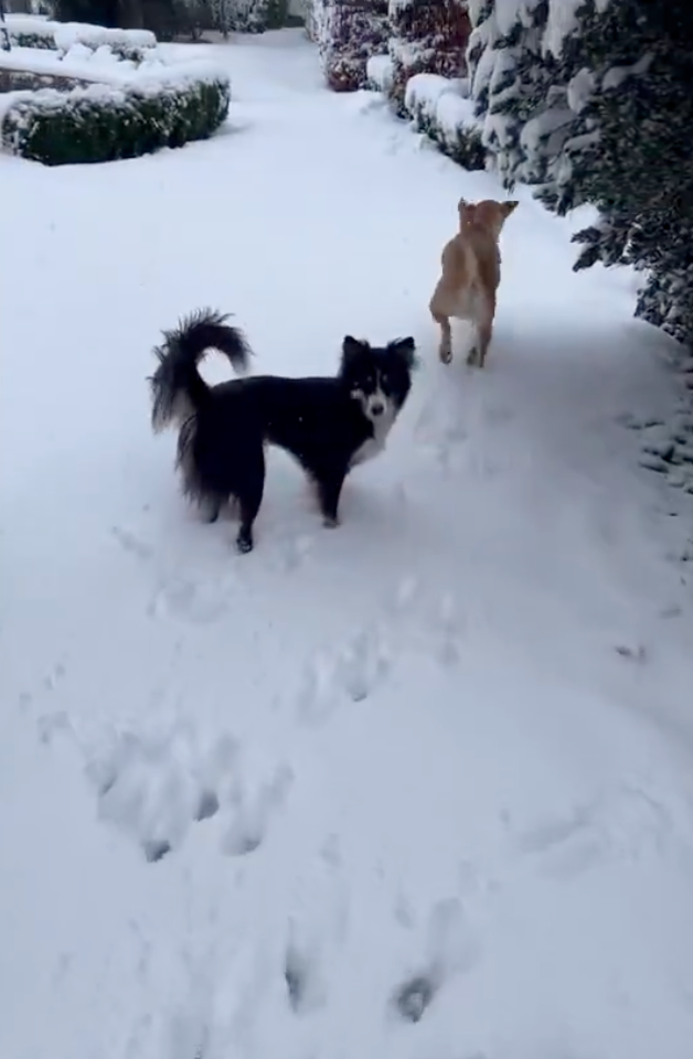 跟著小黑狗一起去玩雪啦~