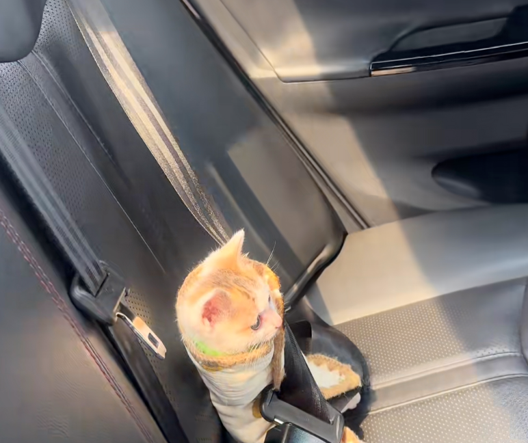 居然是個尊貴的乘客!