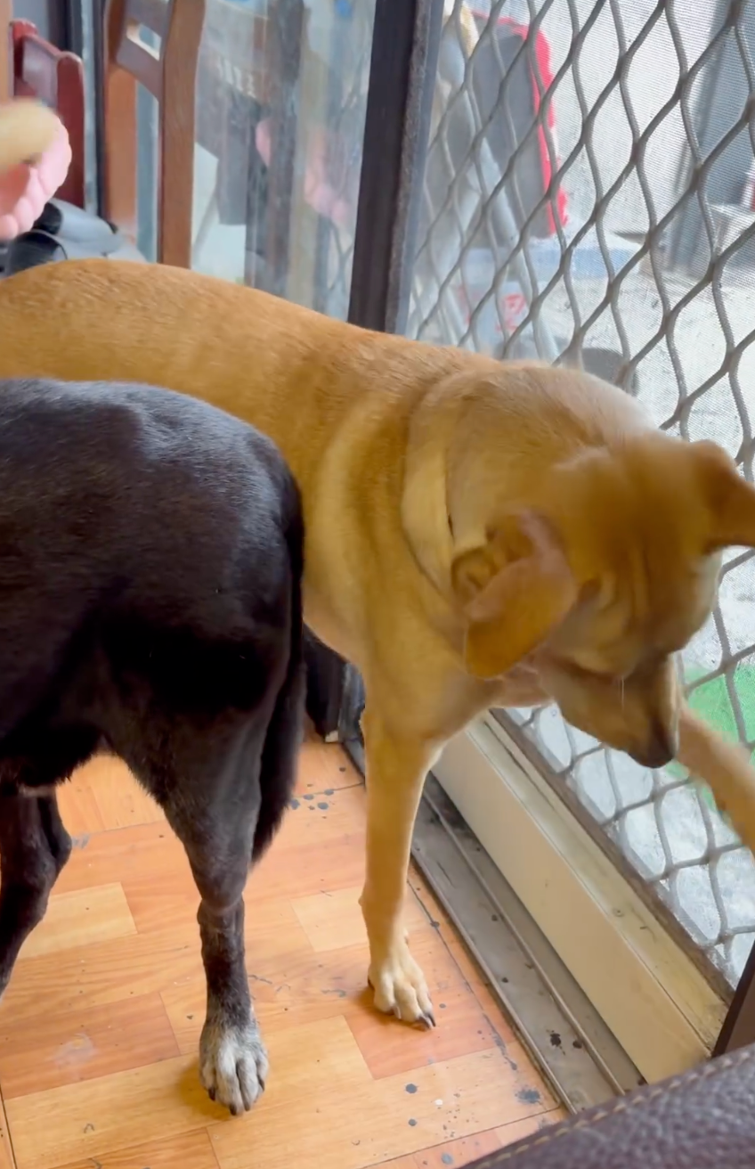 烤肉飯嘗試用手手去開門卻還是失敗。