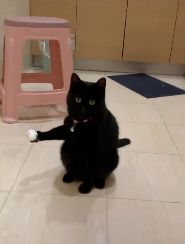 黑貓知道自己犯了糗事,但又礙於要面子,不能被奴才取笑,既要裝鎮定又不知所措。