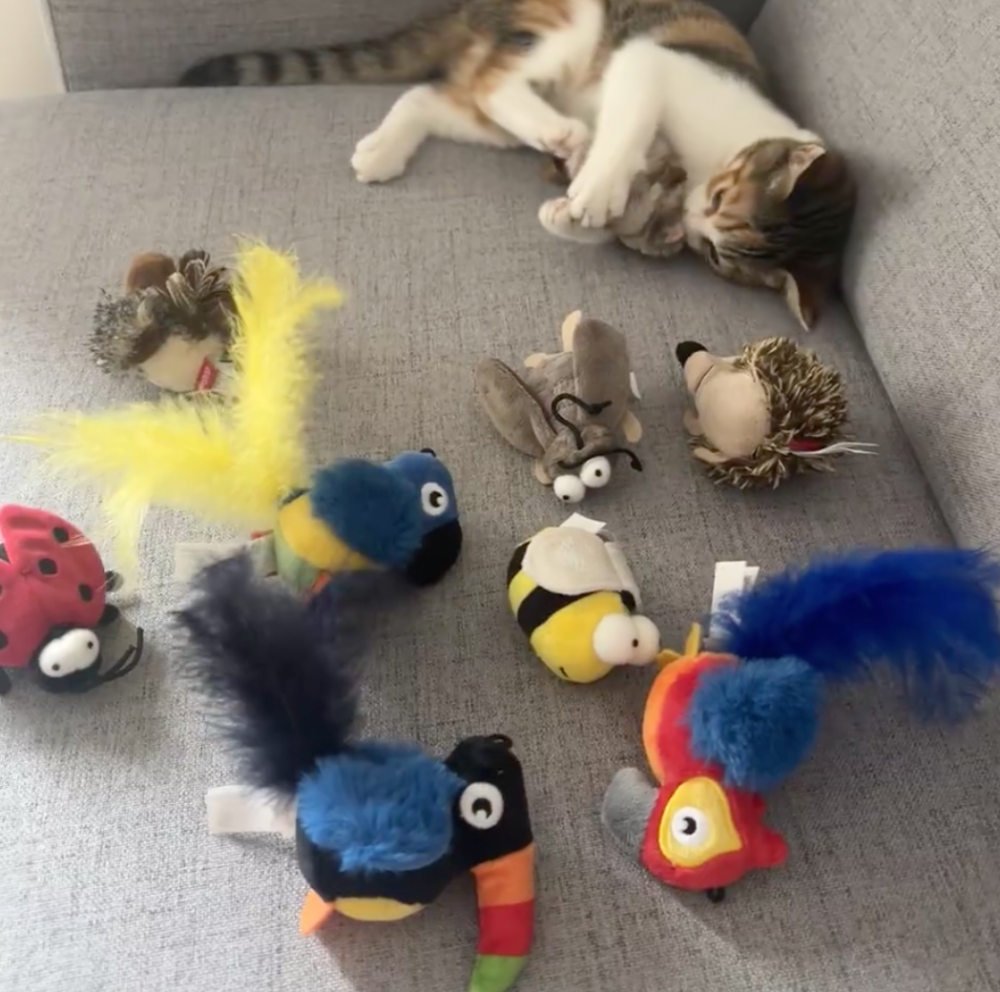 有了自己喜歡的玩具毛孩也會更安心。