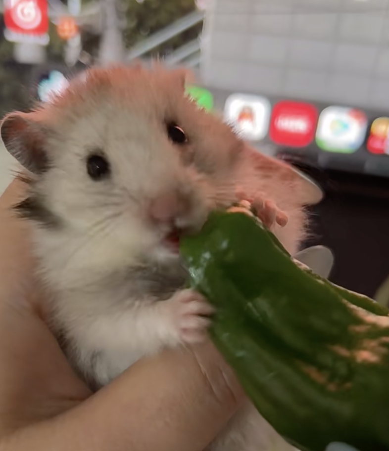 辣椒會刺倉鼠的腸胃喔~