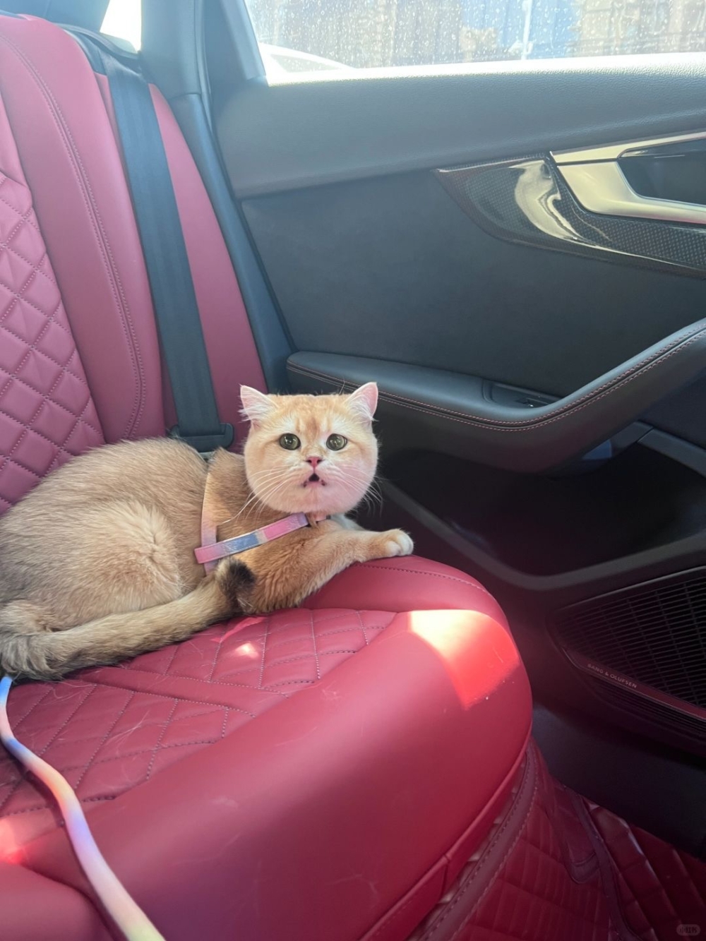 事前進行短途坐車訓練。