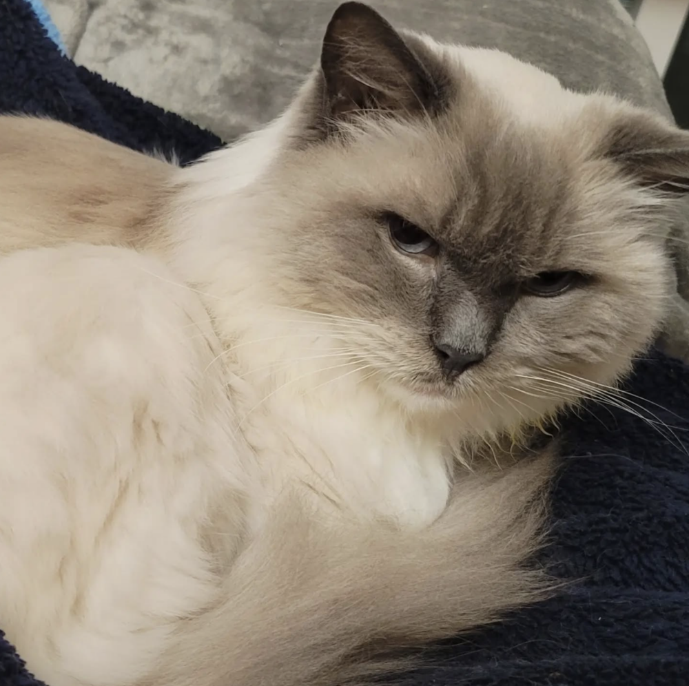 常常陪伴在飼主身旁。