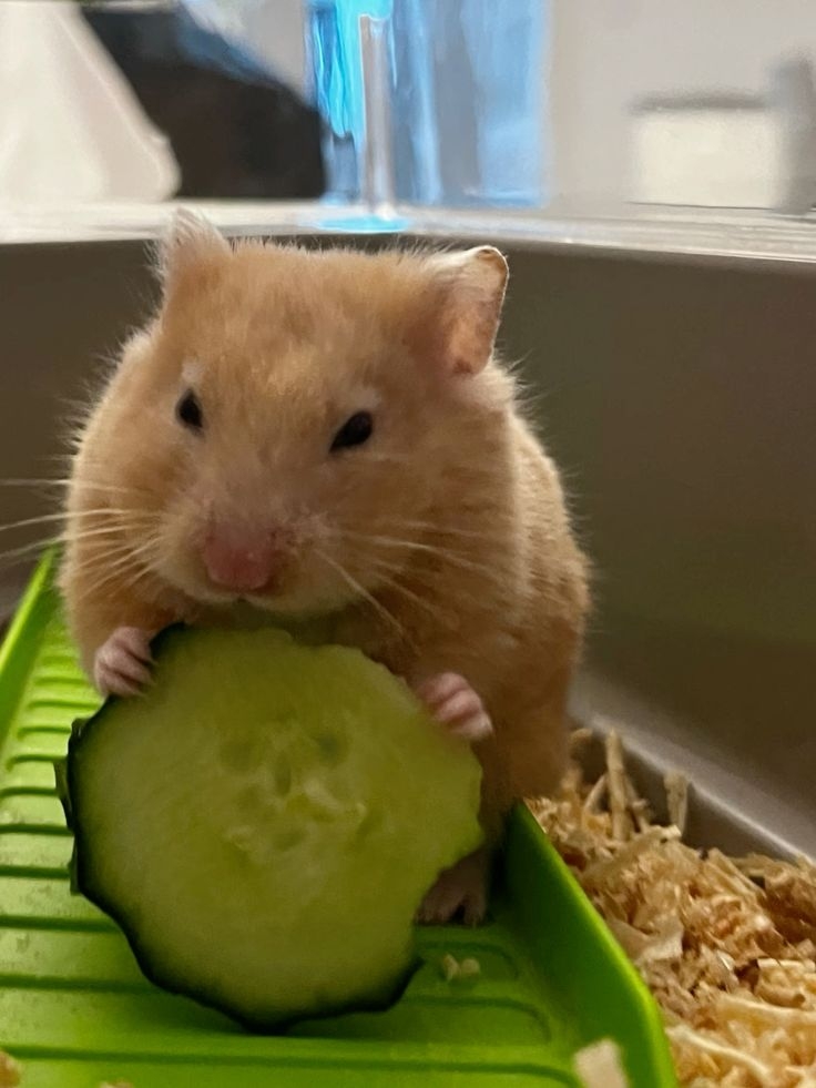 可以適當的給鼠鼠吃一些主食以外的食物。