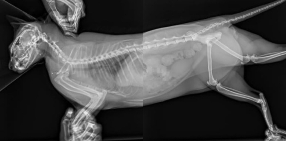貓咪照了X-ray已無大礙。