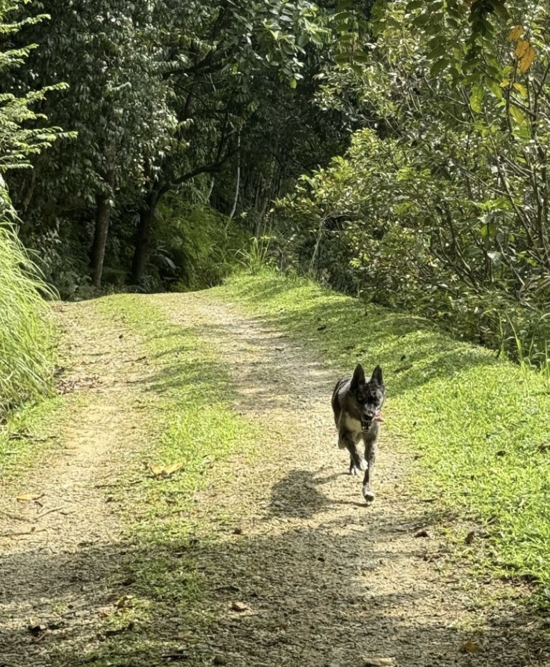 先消耗毛孩的體力才能確保毛孩在路途中不會吵鬧。