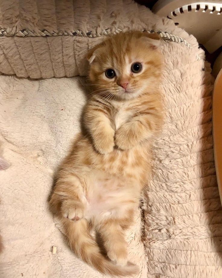 未來會有貓年嗎？