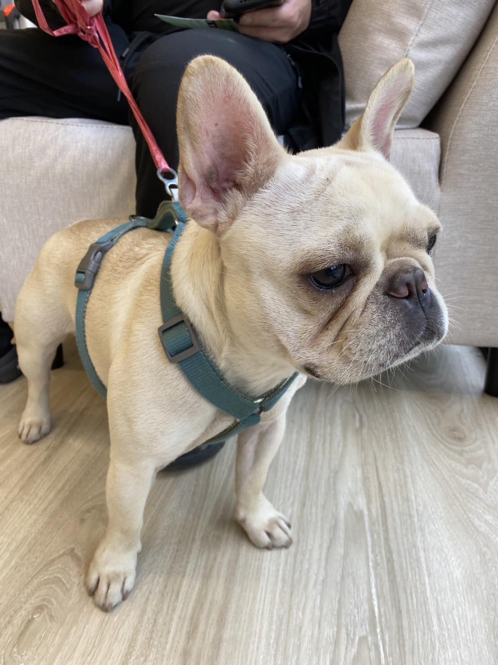 上弦動物醫院。