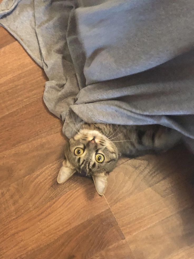 溫度也會導致貓咪躲床底。