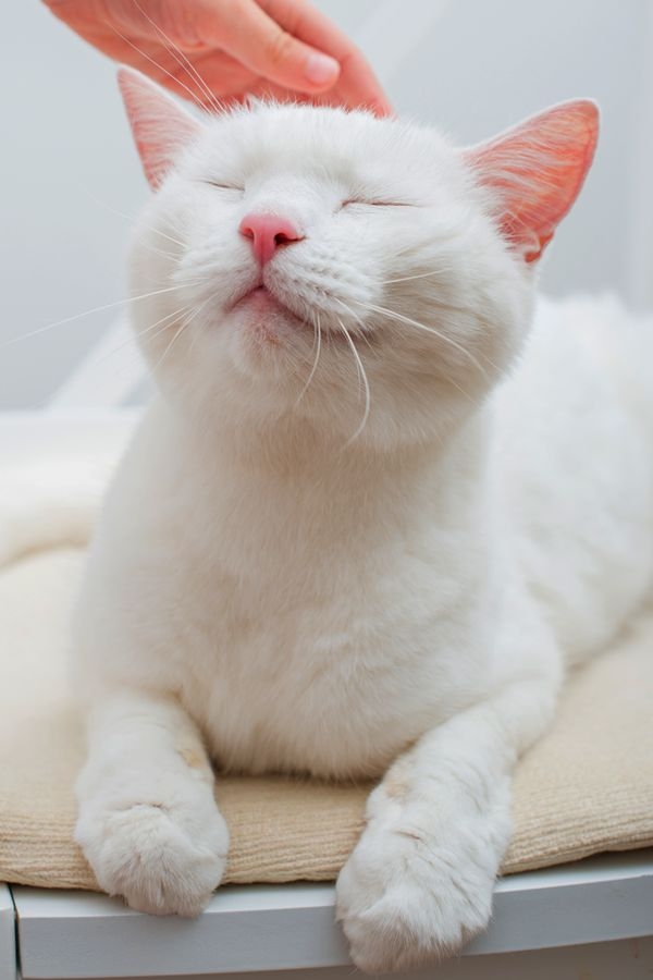 貓咪雖然聽不見，但也要用心照顧喔～