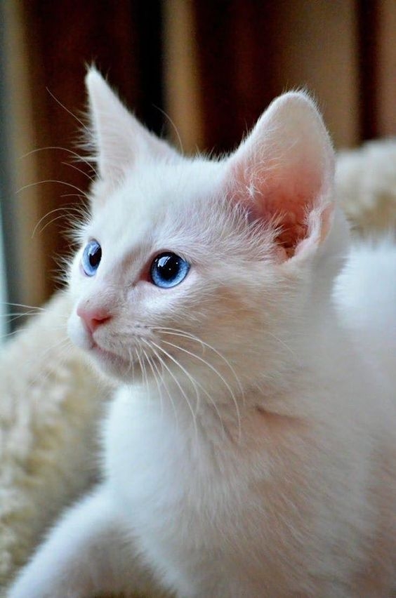 你聽過·「白貓都是耳聾」這個說法嗎？