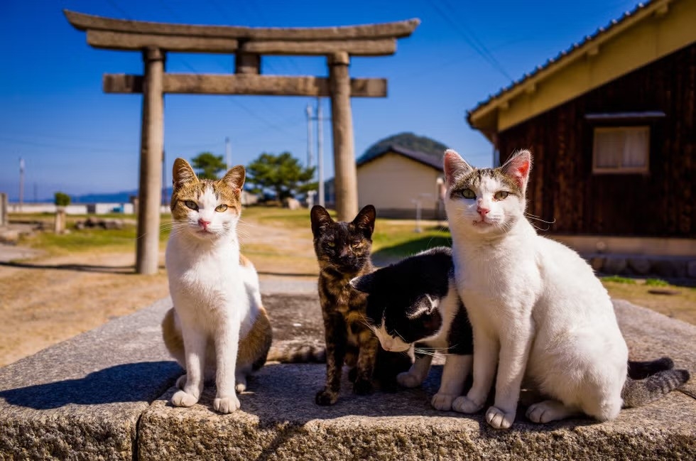 日本貓島:佐柳島