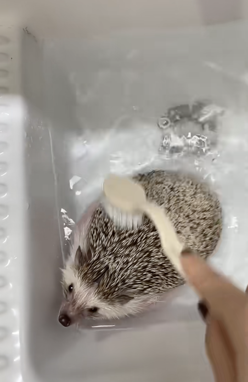 刺蝟也是需要洗澡的！