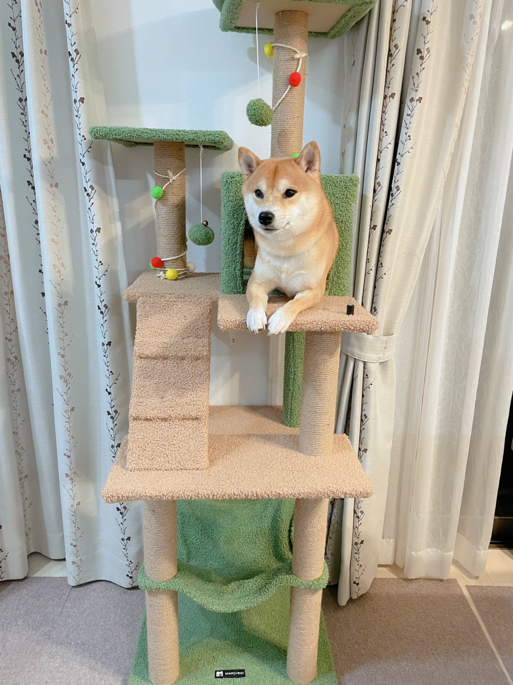 爬到最頂端就下不去啦～