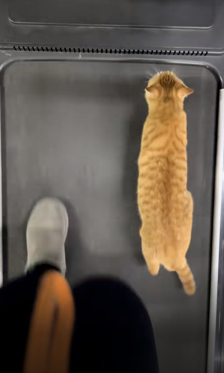 一開始只是和飼主蹭蹭跑步機～