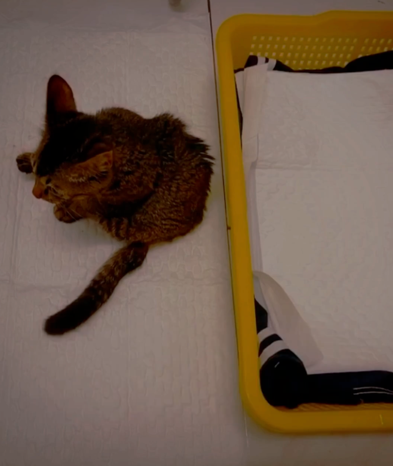 所有人都選擇放棄牠，唯獨飼主沒有。