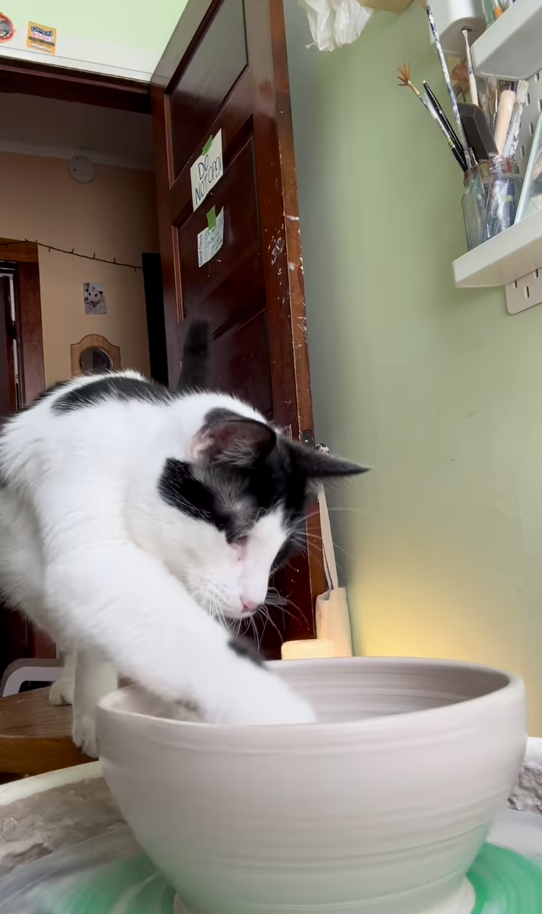 已經是經驗老道的高手了～