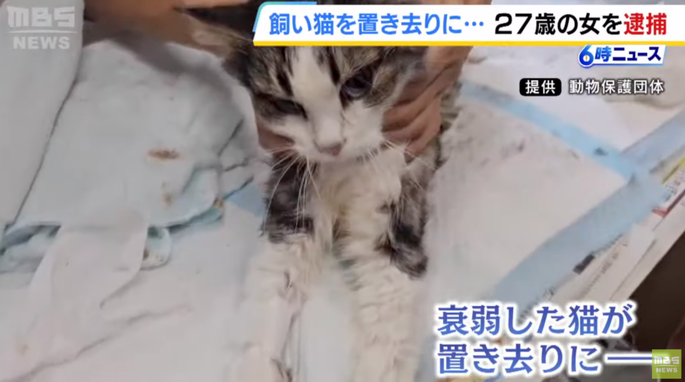 貓咪身上有多處傷口，相信在遺棄前也沒有被前飼主好好對待。