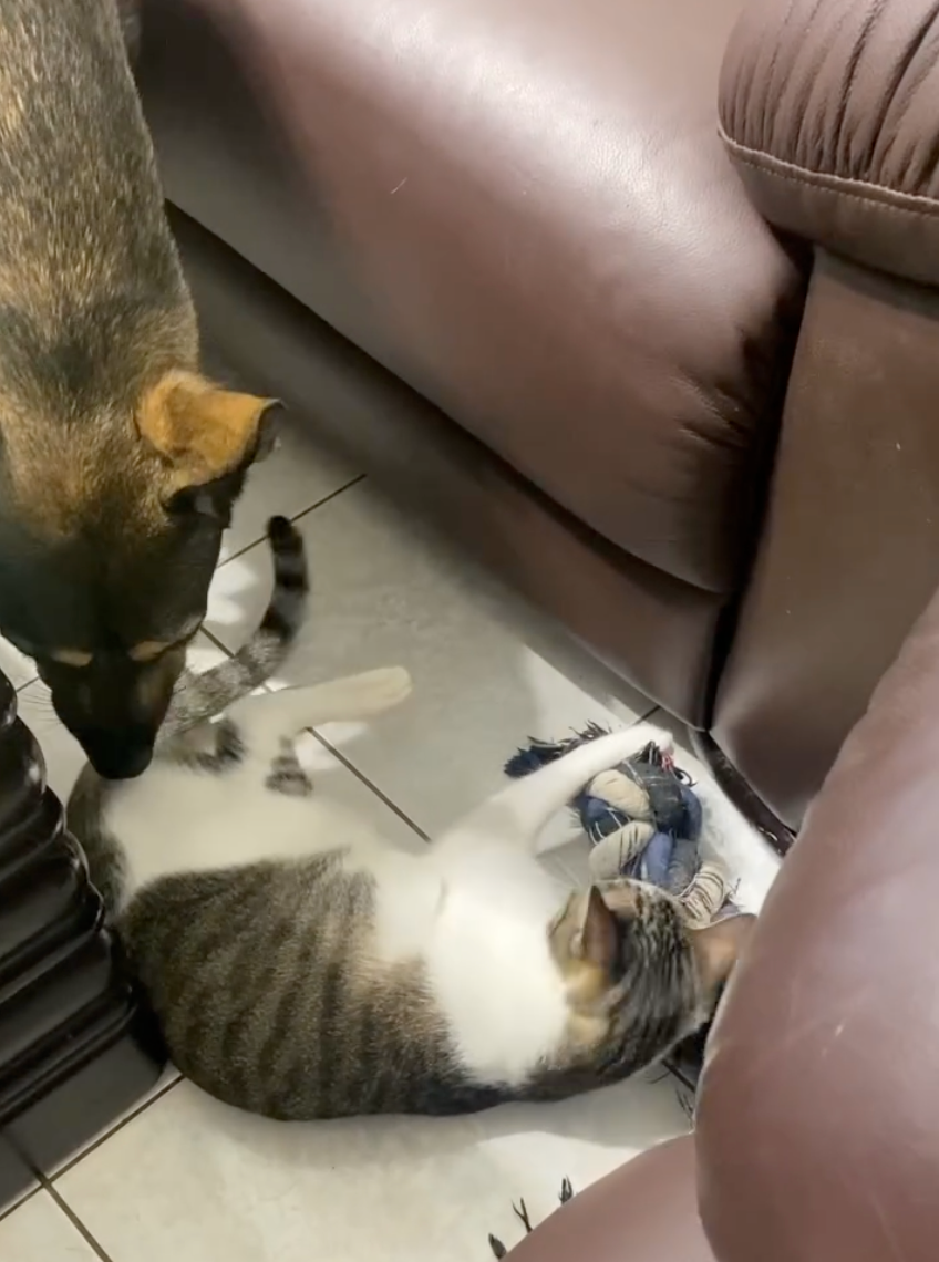 Shiny超寵姐姐的，玩具被姐姐搶了也只是在一旁默默待著。