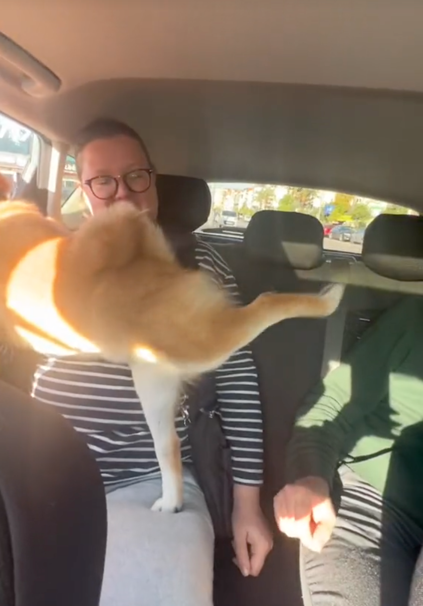 狗狗：別逼我踢你臉喔！