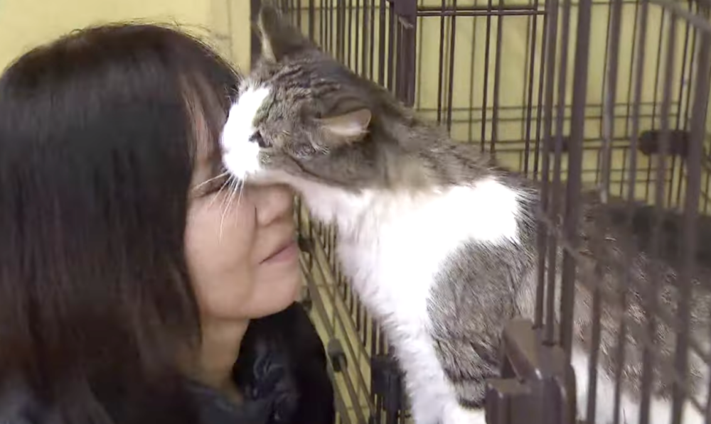 貓咪選擇相信人類多一次～會撒嬌啦！