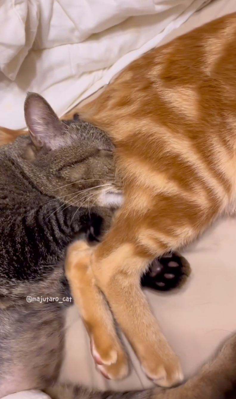 這是什麼「屁好」！