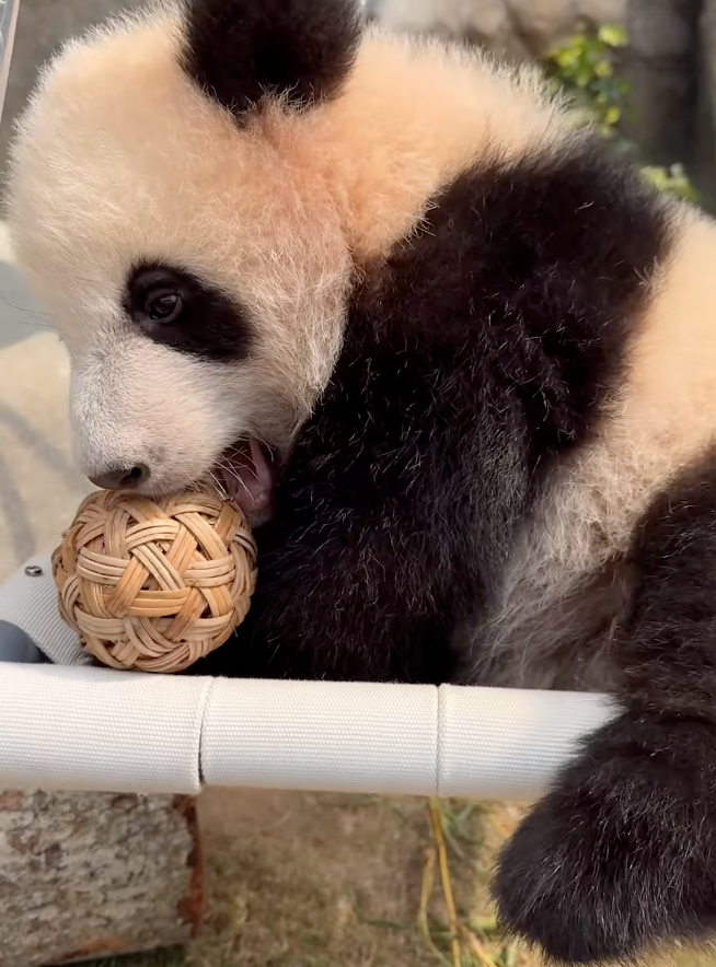 家姐最鍾意玩波啦～