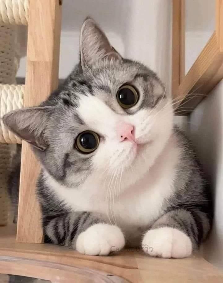 魚油能提升貓咪免疫力。