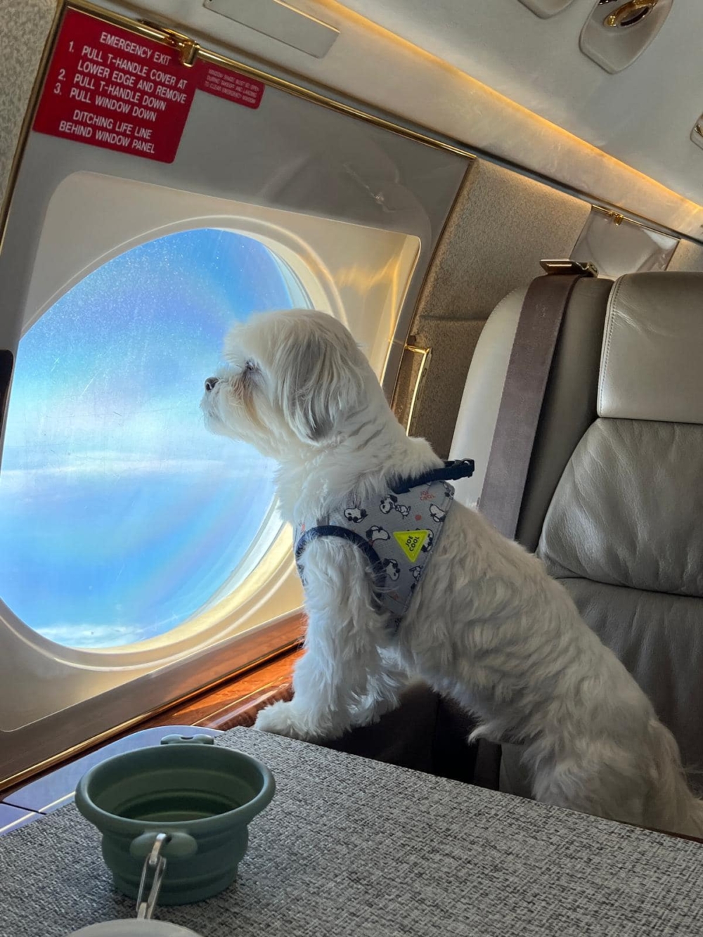 狗狗在看雲上風景。