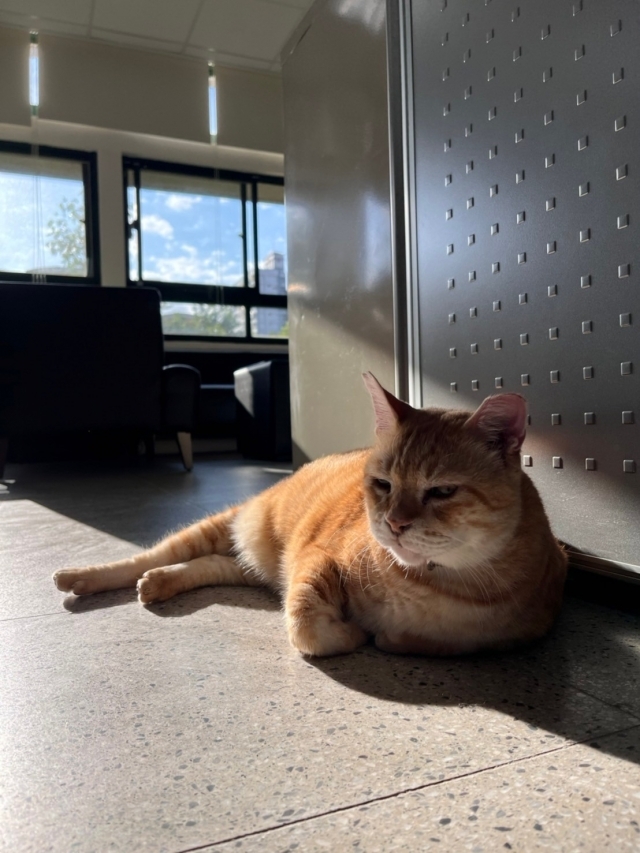 阿肥偶爾會巡視大家有沒有乖乖上課。