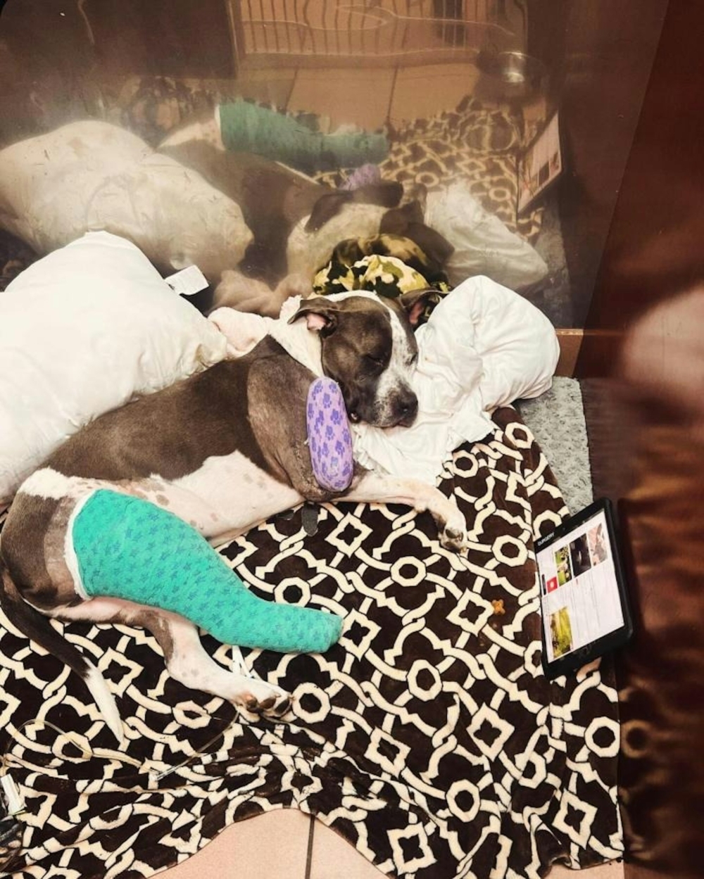 獸醫最後決定盡力治療Zorro。