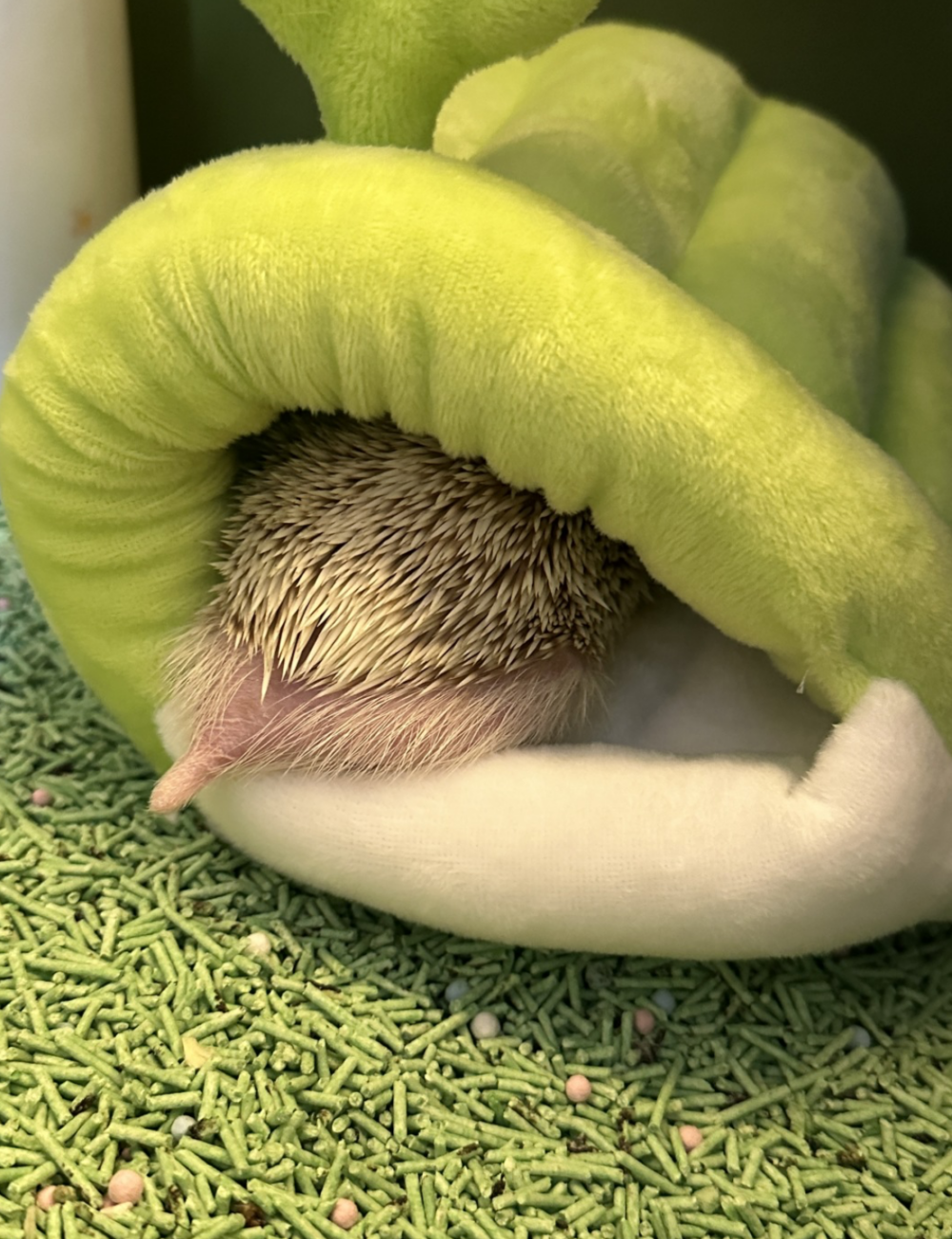 刺蝟天性害羞，對新環境的適應需要時間。