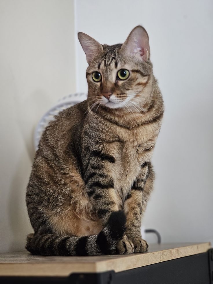 狸花貓是負責守財的！