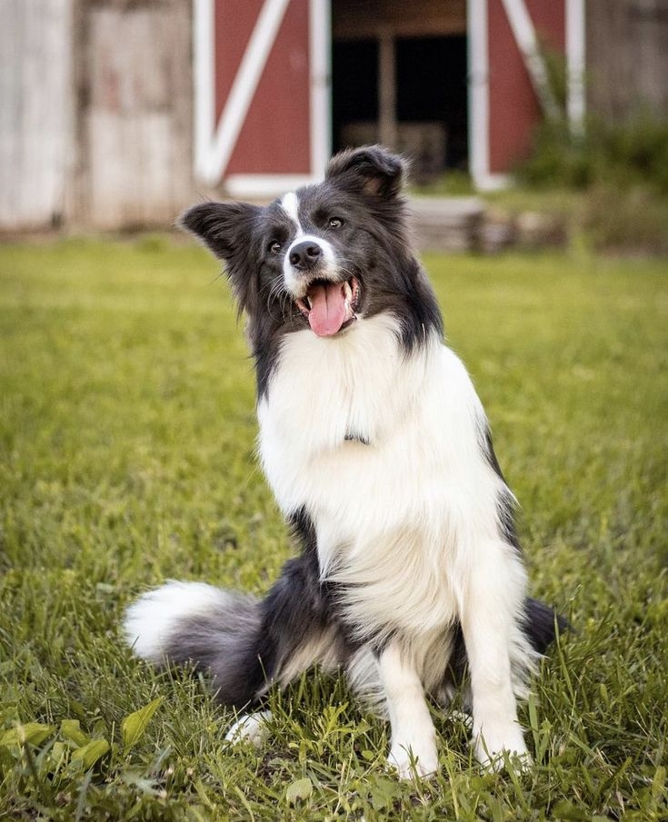 邊牧可是出了名的聰明呢！