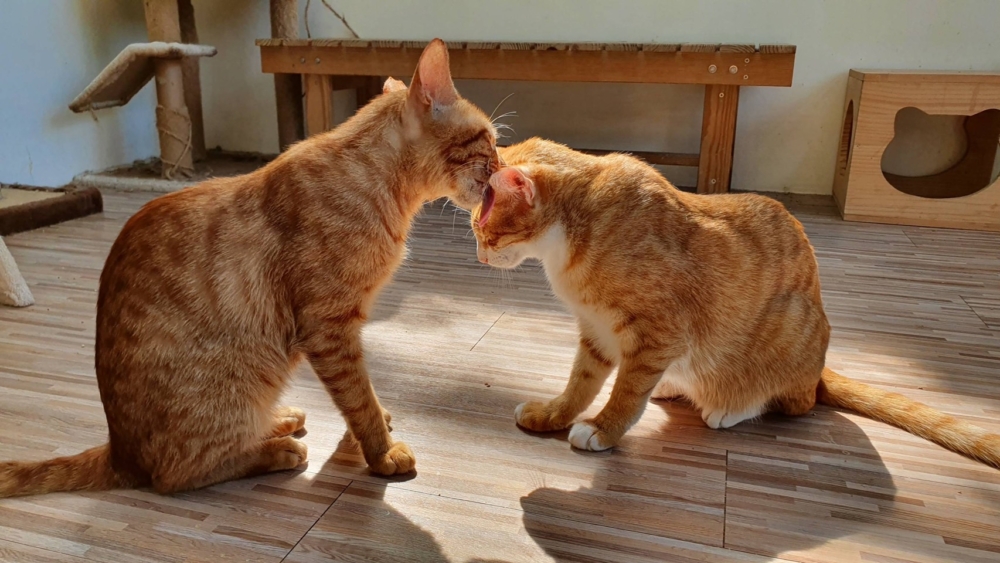 樂園裡設有3大區域。