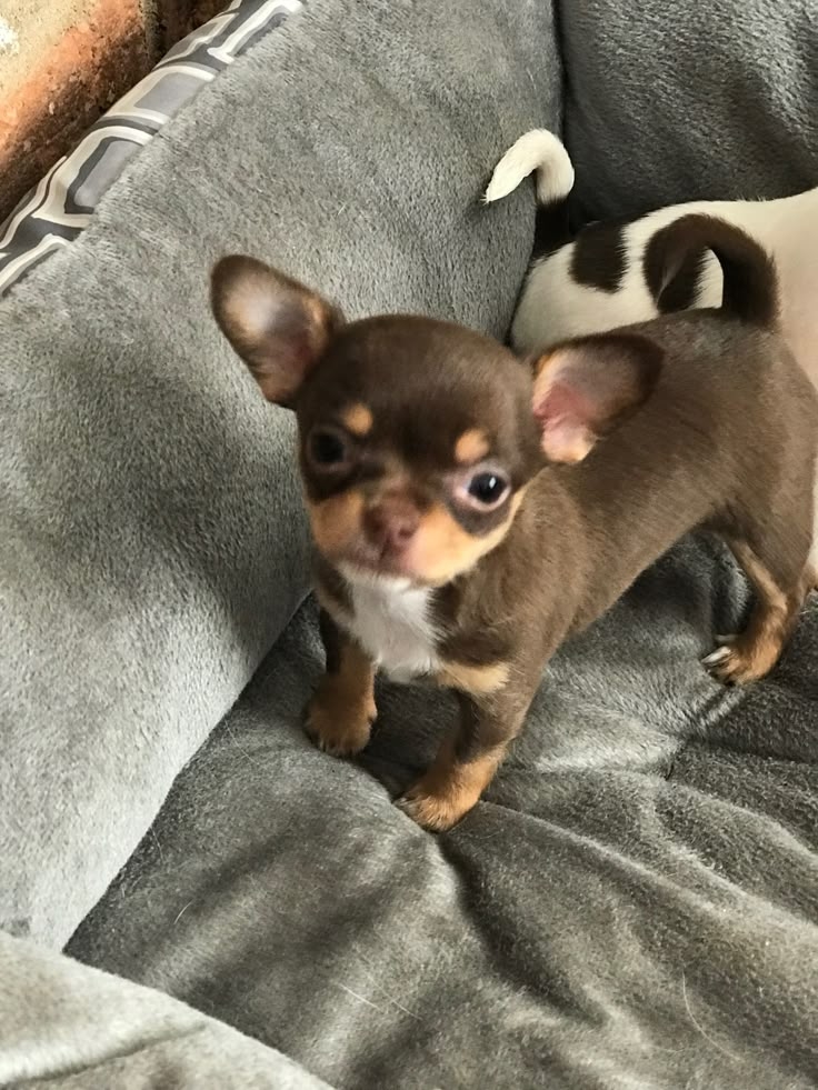 小型犬的吠叫行為通常與環境與飼養方式有關，而非品種天性。