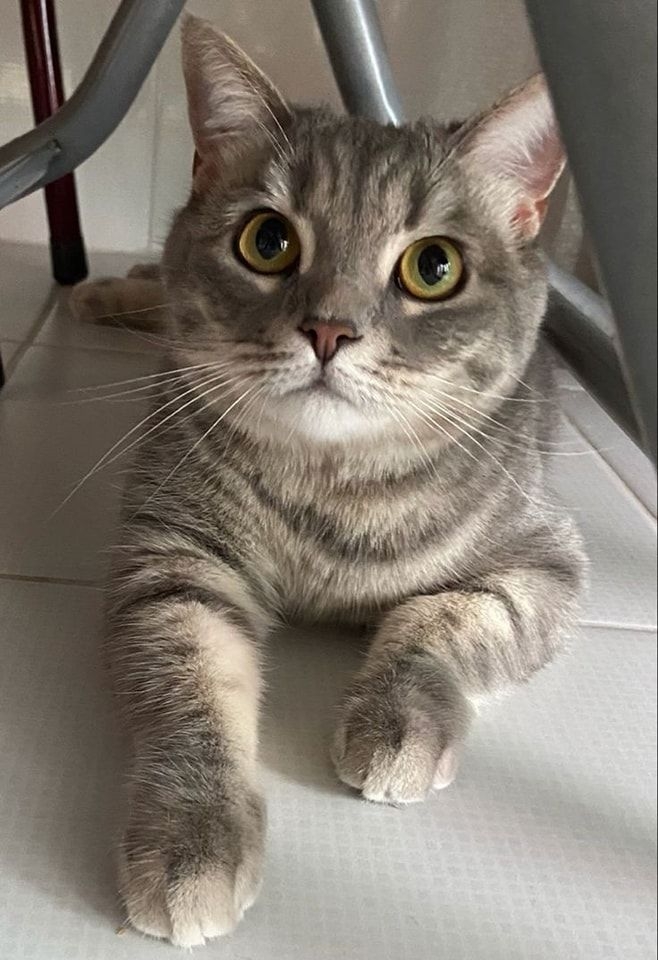 幫助貓咪減少壓力與焦慮。