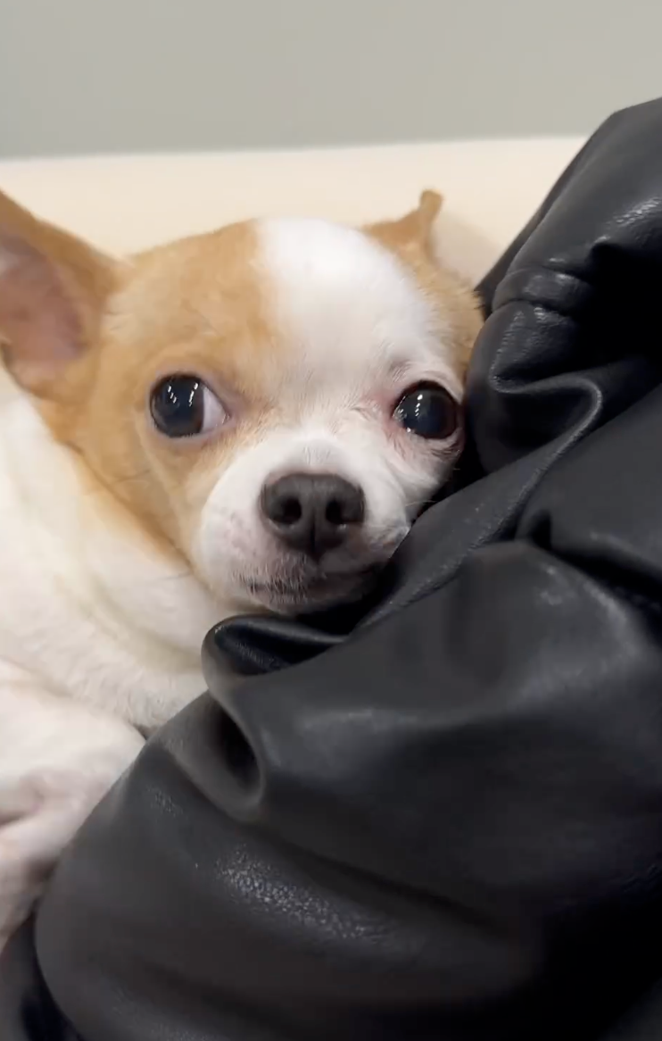 這狗很愛跑出去！