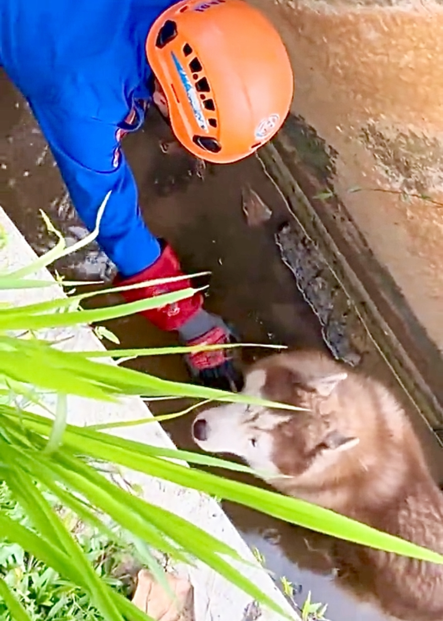 狗狗根本不急！