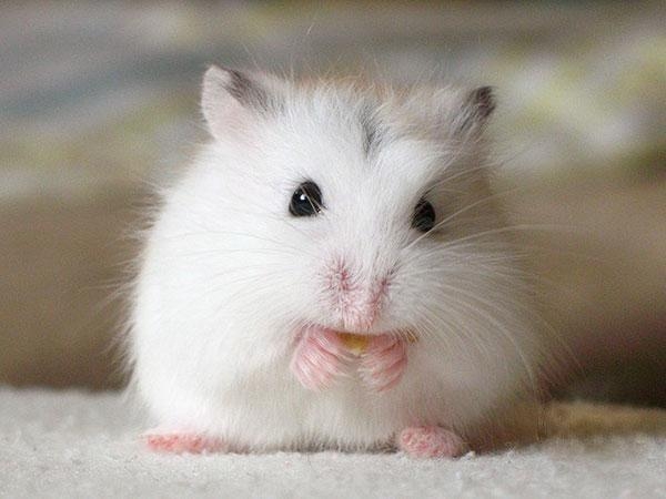 羅伯羅夫斯基倉鼠。