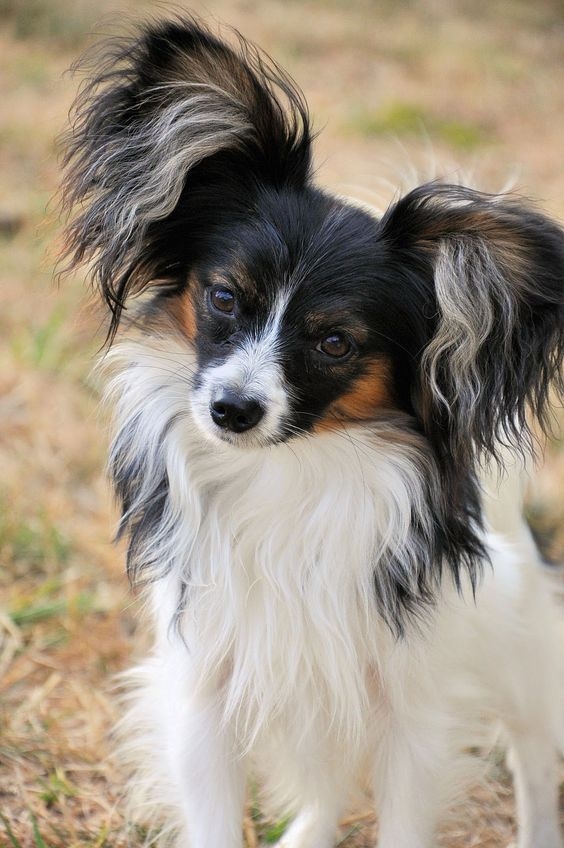 蝴蝶犬精力充沛，學習能力強，適合學習各種技能與花式動作！