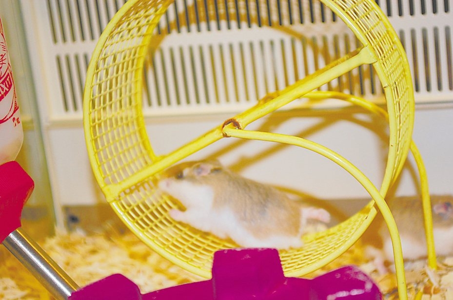 準備一個足夠大的跑輪，可以幫助倉鼠保持活力和健康。