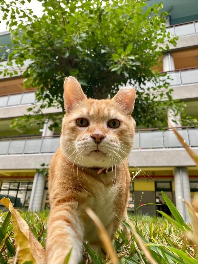 明星校貓「副校長」阿肥。